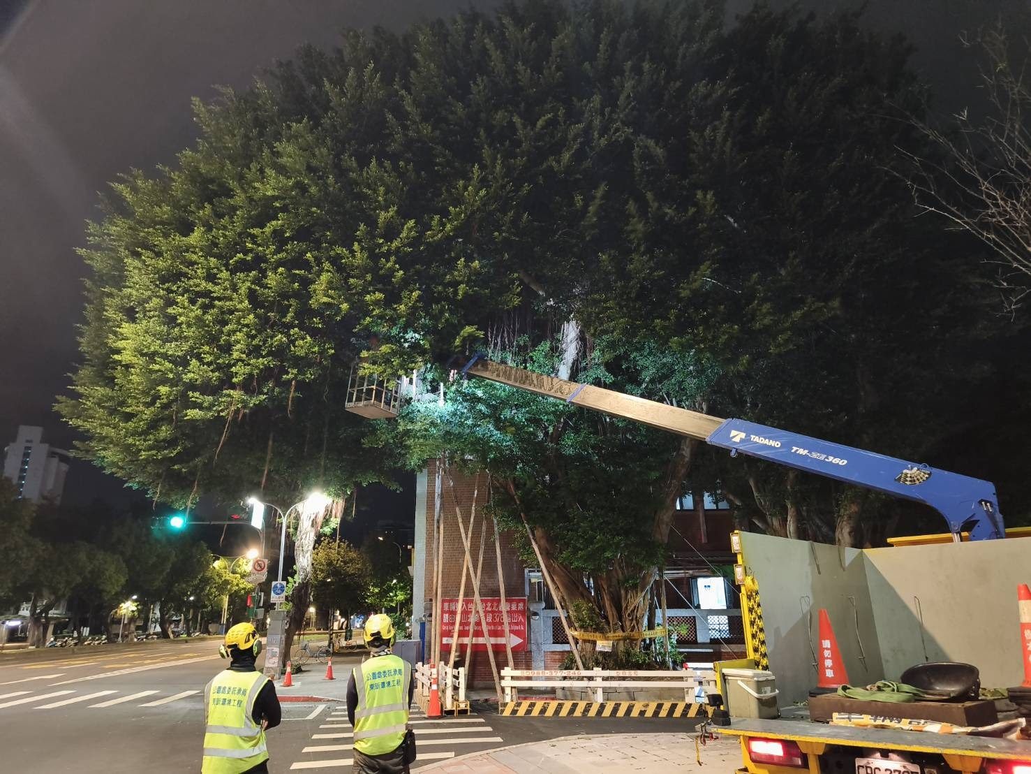 10月29日深夜至30日凌晨先行以竹材及繩索進行支撐，並適度疏剪部分樹冠枝條1